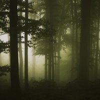 Kurzemes svētie meži: unikāla vieta, kur mirušo gari sarunājās ar dzīvajiem pēctečiem
