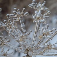 Foto: Ledus lietus pļavas puķes pārvērš pasakainos ziedos