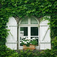 Пять вьющихся растений, которые украсят фасад вашего дома