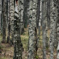 'Latvijas Valsts meži' tērēs piecus miljonus zemes iegādei