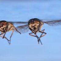 Как ужиться с шершнями, осами и другими жалящими насекомыми