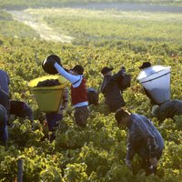 Fotoreportāža: Itālijas un Francijas vīndariem pēdējo gadu labākā ražas sezona