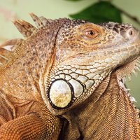 Video: Ziņkārīga iguana iztraucē Hāsa un Veselija spēli Maiami 'Open'