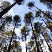 Финляндия, Ирландия, Франция: В каких европейских странах больше и меньше всего лесов?