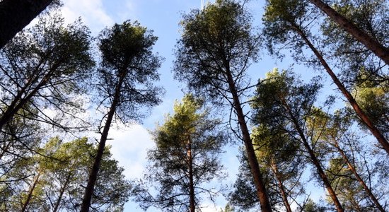Финляндия, Ирландия, Франция: В каких европейских странах больше и меньше всего лесов?