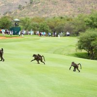 Мангусты и бабуины оккупировали поля во время престижного турнира по гольфу