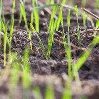 Zāliena audzēšana pavasarī – kā sagatavot augsni un iesēt sēklas