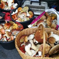 ФОТО. Читательница привезла из леса багажник грибов