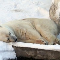 Ārvalstu zoodārzi tīko pēc Rīgas Zooloģiskā dārza baltā lāča Romeo