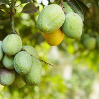 ФОТО. Божественно сладкий фрукт манго — где и как его выращивают?