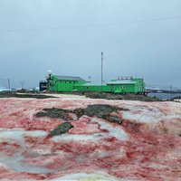 Skats kā pēc slaktiņa: kas sniegu Antarktikā iekrāsojis asinssārtu