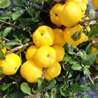 Vitamīnu karalienes krūmcidonijas: kā pareizi novākt un uzglabāt augļus