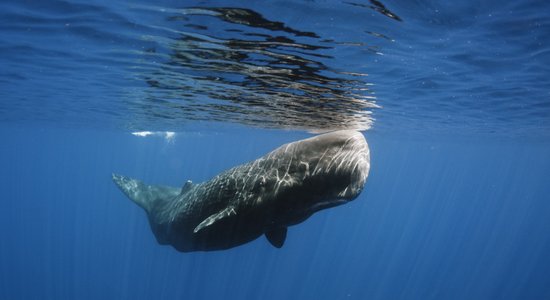 Kā jūras zīdītāji guļ zem ūdens?