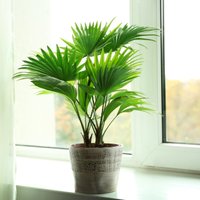 Eksotika telpās - palmveidīgie augi un to kopšana