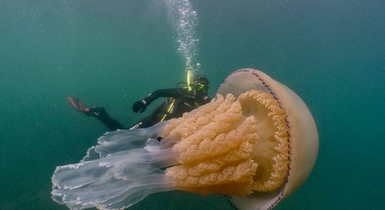 Neparasti kadri: Anglijas piekrastē iemūžināta gigantiska medūza