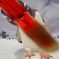 Foto: Ziņkārīgs pingvīns cenšas apēst video kameru