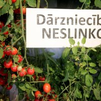 Fotoreportāža: Dabas muzejā gozējas vairāk nekā 200 tomātu šķirnes