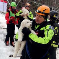 ФОТО, ВИДЕО: В Италии из накрытого лавиной отеля спасли трех щенков