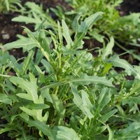 Lapu salātu konkurente rukola – kā izaudzēt brangas lapiņas