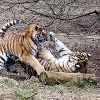 Pavasaris Rīgas zoodārzā: tīģerēni kļuvuši par nerātniem pusaudžiem