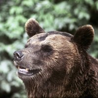 Медведь растерзал мужчину около аэропорта в Томской области