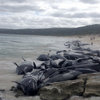Foto: Austrālijas pludmalē atrasti izmetušies un miruši vairāk nekā 140 vaļi