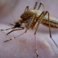 На Майорке обнаружен комар, которому 247 миллионов лет
