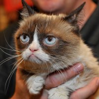 Первый в истории суд над мемом принес хозяйке угрюмой кошки сотни тысяч долларов
