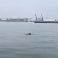 ВИДЕО: В Лиепайском порту замечен дельфин