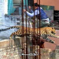 Foto: Klaiņojošs leopards Indijā paralizē pilsētas dzīvi
