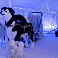 Igaunijas polārpētnieka muiža, kur var baudīt ziemeļu elpu un braukt suņu pajūgā
