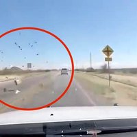 Video: Bēgot no policijas Arizonā, no auto sviež marihuānas ķīpas