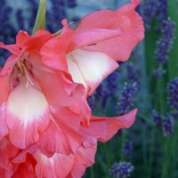 Dārza puķe ar vēsturisku simbolisko nozīmi – gladiola