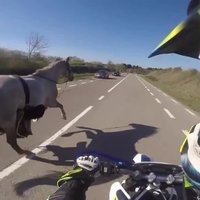 Video: Beļģijā motociklists izglābj pa šoseju bēgošu zirgu