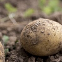 Latvijas veikalu tīkli sākuši tirgot pirmās vietēji audzēto kartupeļu ražas