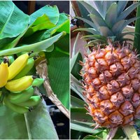 Latvijas banāni un ananasi – Tatjana par to, kā sanāca izaudzēt gardos augļus
