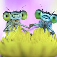 Foto: Iemīlējies kukaiņu pāris tup uz ziediņa