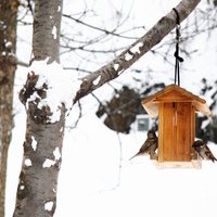 Орнитологи: если начали кормить птиц зимой, делайте это до последнего снега