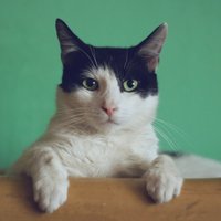 Kaķu zinātne: Pūka un Muris neatšķir tavus draugus no nelabvēļiem