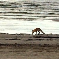 Jūrmalas pludmalē atpūšas lapsa
