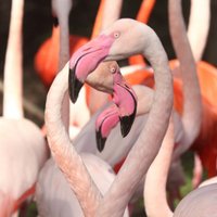 Vīrietis atrakciju parkā Floridā uzbrūk flamingo