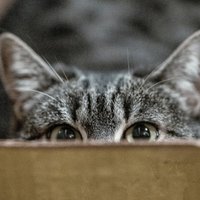 Kāpēc kaķiem tik ļoti patīk kartona kastes – atbildes sniedz eksperti