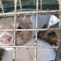 Dzīvnieku tiesību aizstāvji kažokzvēru audzētavā 'Grobiņa' atkal atklāj pārkāpumus
