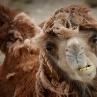 Austrālijā plānots izšaut aptuveni 650 tūkstošus kamieļu