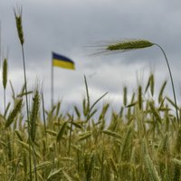 Mikolajivas bombardēšanā nogalināts Ukrainas labības eksporta magnāts
