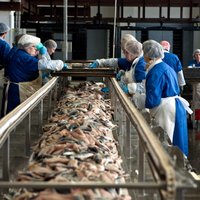 Zivju konservu 'Kaija' ražotāja apgrozījums pērn sarucis par 1,8%