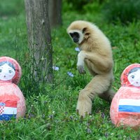 Dalās dzīvnieku-pareģu domas par PK ceturtdaļfināla spēli starp Krieviju un Horvātiju