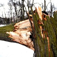 Буря в Латвии: больше всего вызовов спасатели получили в Риге и Юрмале