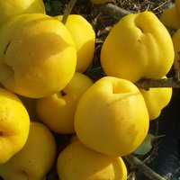 Krūmcidonijas – citronu vietā? Kas tajās vērtīgs un kā izmantot