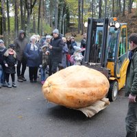 Foto: Jauns ķirbja rekords Latvijā – 574 kilogramus brangs milzenis